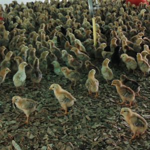 地頭鶏（じとっこ）生産指定農場にて雛の飼育風景