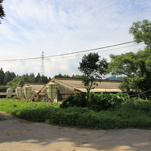 日南市の地頭鶏生産農場
